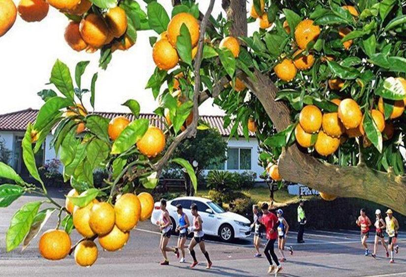2019济州柑橘国际马拉松